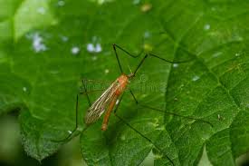 Attēlu rezultāti vaicājumam “Limoniidae”