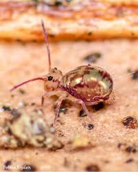 Attēlu rezultāti vaicājumam “Vibrissea decolorans”