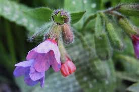 Image result for Lungenkraut