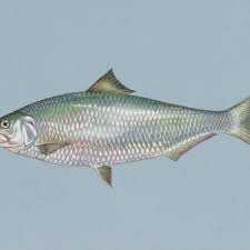 Image result for Alosa alabamae