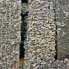 Attēlu rezultāti vaicājumam “Hypocenomyce scalaris”