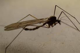 Attēlu rezultāti vaicājumam “Trichocera regelationis”