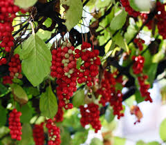 Attēlu rezultāti vaicājumam “Schisandra chinensis”