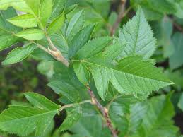 Attēlu rezultāti vaicājumam “x Sorbaronia fallax”