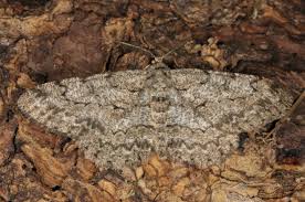 Attēlu rezultāti vaicājumam “Hypomecis punctinalis”