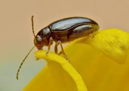 Attēlu rezultāti vaicājumam “Alticinae”