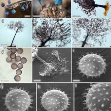 Attēlu rezultāti vaicājumam “Diderma subviridifuscum spores”