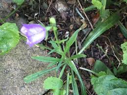 Attēlu rezultāti vaicājumam “Campanula persicifolia leaf”