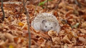 Attēlu rezultāti vaicājumam “Erinaceus roumanicus”