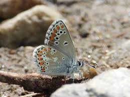 Attēlu rezultāti vaicājumam “Aricia artaxerxes”