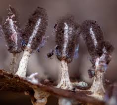 Attēlu rezultāti vaicājumam “Diachea leucopodia stalked”