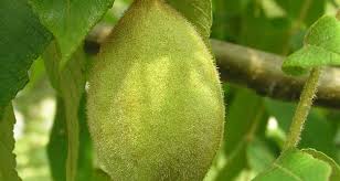 Attēlu rezultāti vaicājumam “Juglans cinerea fruit”