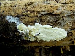 Attēlu rezultāti vaicājumam “Gloeoporus pannocinctus”