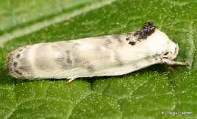 Attēlu rezultāti vaicājumam “Depressariidae”