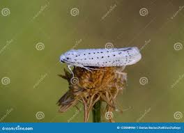 Attēlu rezultāti vaicājumam “Yponomeuta evonymella”