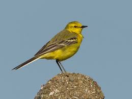 Attēlu rezultāti vaicājumam “Motacilla flava flava”