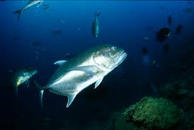 Image result for Caranx ignobilis