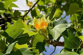 Attēlu rezultāti vaicājumam “Liriodendron tulipifera”
