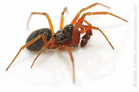 Attēlu rezultāti vaicājumam “Linyphiidae”