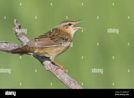 Image result for Locustella certhiola