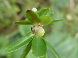 Attēlu rezultāti vaicājumam “Geocrypta galii”