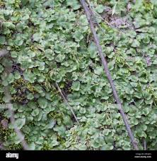 Attēlu rezultāti vaicājumam “Marchantiopsida”