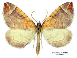 Attēlu rezultāti vaicājumam “Eulithis testata”