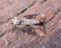 Attēlu rezultāti vaicājumam “Apamea ophiogramma”