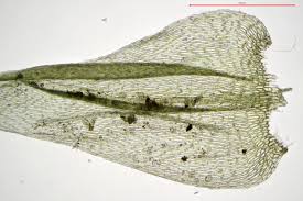Attēlu rezultāti vaicājumam “Brachythecium rutabulum”