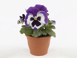 Image result for Viola wittrockiana