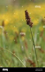 Attēlu rezultāti vaicājumam “Carex vulpina”