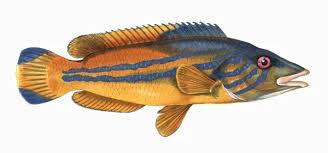 Image result for Labrus mixtus