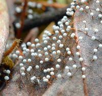 Attēlu rezultāti vaicājumam “Didymium sp.”