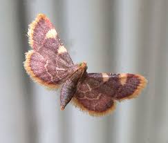 Attēlu rezultāti vaicājumam “Hypsopygia costalis”