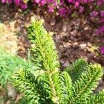 Attēlu rezultāti vaicājumam “Abies mariesii”