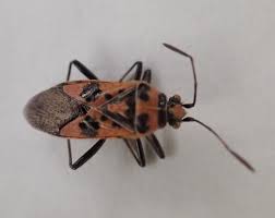 Attēlu rezultāti vaicājumam “Dryophilocoris flavoquadrimaculatus imago”