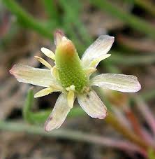 Attēlu rezultāti vaicājumam “Myosurus minimus flower”