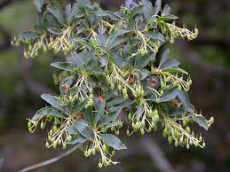 Attēlu rezultāti vaicājumam “Enkianthus chinensis leaf”