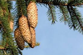 Attēlu rezultāti vaicājumam “Picea abies fruit”