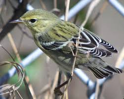 Image result for Dendroica striata