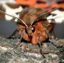 Attēlu rezultāti vaicājumam “Arctia caja”