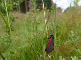 Attēlu rezultāti vaicājumam “Pandemis cinnamomeana female”