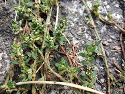 Attēlu rezultāti vaicājumam “Polygonum arenastrum leaf”