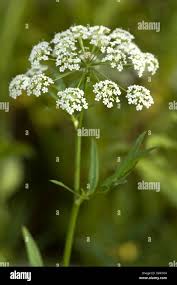 Attēlu rezultāti vaicājumam “Sium latifolium fruit”