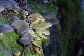 Attēlu rezultāti vaicājumam “Panellus serotinus”