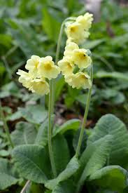Attēlu rezultāti vaicājumam “Primula elatior flower”