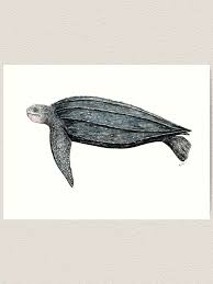 Image result for Dermochelys coriacea