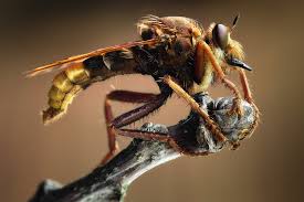 Attēlu rezultāti vaicājumam “Asilus crabroniformis”