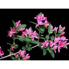 Attēlu rezultāti vaicājumam “Lonicera tatarica flower”