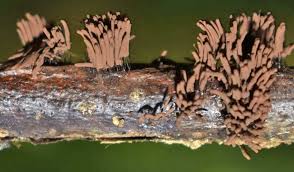 Attēlu rezultāti vaicājumam “Stemonitis pallida var. rubescens macro”